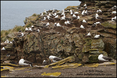 Black-browed Albatross (Thalassarche melanophrys)