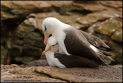 Black-browed Albatross (Thalassarche melanophrys)