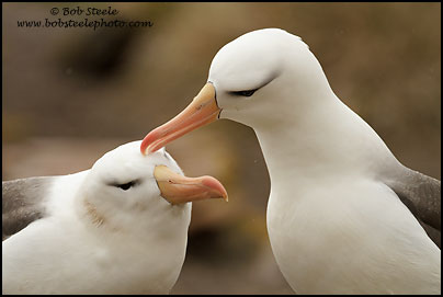 Black-browed Albatross (Thalassarche melanophrys)