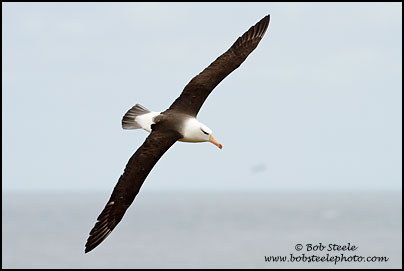 Black-browed Albatross (Thalassarche melanophrys)