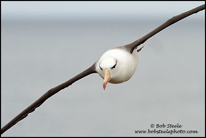 Black-browed Albatross (Thalassarche melanophrys)