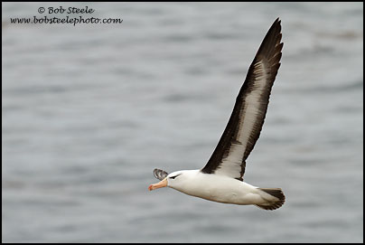 Black-browed Albatross (Thalassarche melanophrys)