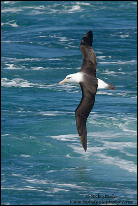 Black-browed Albatross (Thalassarche melanophrys)