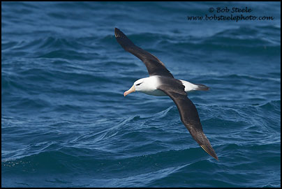 Black-browed Albatross (Thalassarche melanophrys)