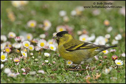 Black-chinned Siskin (Carduelis barbata)