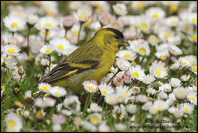 Black-chinned Siskin (Carduelis barbata)