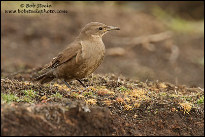 Blackish Cinclodes (Cinclodes antarcticus)