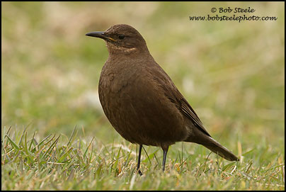 Blackish Cinclodes (Cinclodes antarcticus)