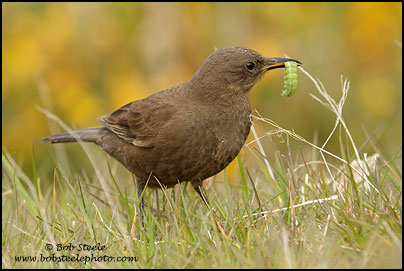 Blackish Cinclodes (Cinclodes antarcticus)