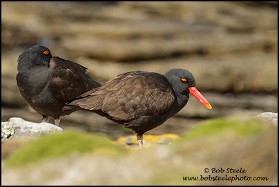 Blackish Oystercatcher (Haematopus ater)