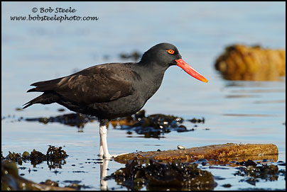 Blackish Oystercatcher (Haematopus ater)