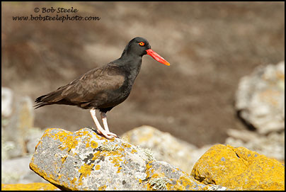 Blackish Oystercatcher (Haematopus ater)