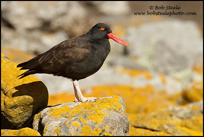 Blackish Oystercatcher (Haematopus ater)