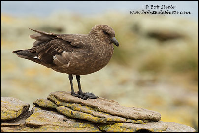 Brown Skua (Stercorarius antarcticus)