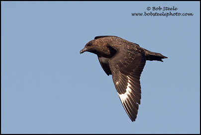 Brown Skua (Stercorarius antarcticus)