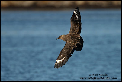 Brown Skua (Stercorarius antarcticus)