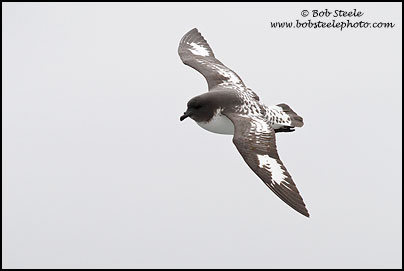 Cape Petrel (Daption capense)
