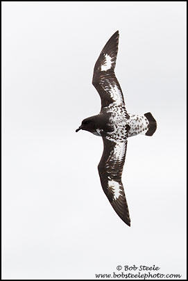 Cape Petrel (Daption capense)