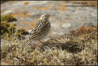 Correndera Pipit (Anthus correndera)