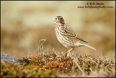 Correndera Pipit (Anthus correndera)