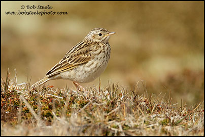 Correndera Pipit (Anthus correndera)