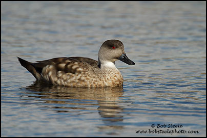 Crested Duck (Lophonetta specularioides)