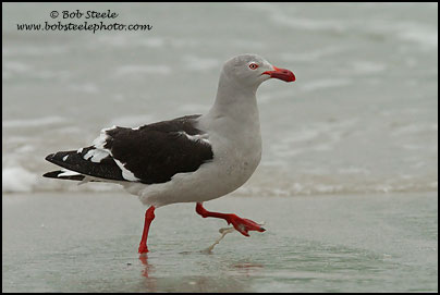 Dolphin Gull (Leucophaeus scoresbii)
