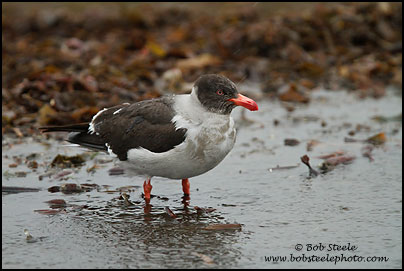 Dolphin Gull (Leucophaeus scoresbii)