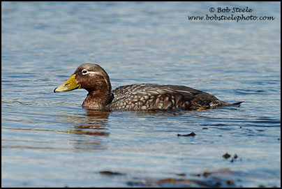 Falkland Steamer-Duck (Tachyeres brachypterus)