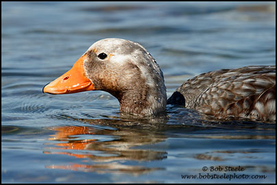 Falkland Steamer-Duck (Tachyeres brachypterus)