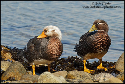 Falkland Steamer-Duck (Tachyeres brachypterus)