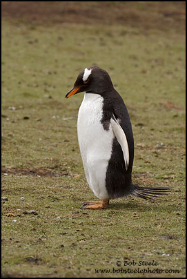 Gentoo Penguin (Pygoscelis papua)