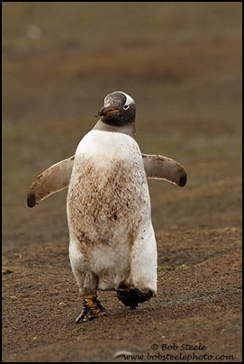 Gentoo Penguin (Pygoscelis papua)