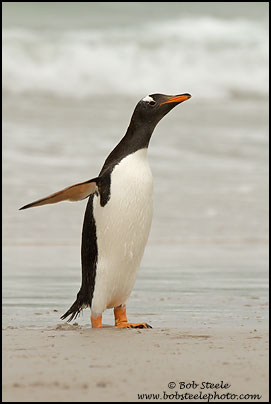 Gentoo Penguin (Pygoscelis papua)