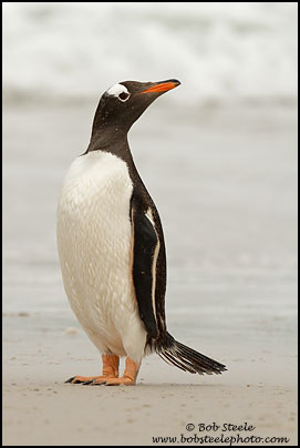 Gentoo Penguin (Pygoscelis papua)
