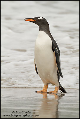 Gentoo Penguin (Pygoscelis papua)