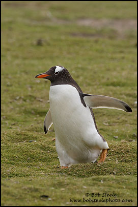 Gentoo Penguin (Pygoscelis papua)