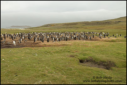 Gentoo Penguin (Pygoscelis papua)