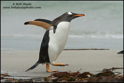Gentoo Penguin (Pygoscelis papua)
