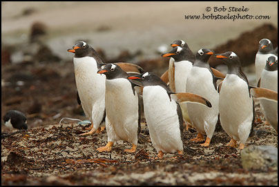 Gentoo Penguin (Pygoscelis papua)