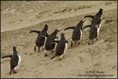 Gentoo Penguin (Pygoscelis papua)