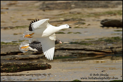 Kelp Goose (Chloephaga hybrida)