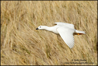 Kelp Goose (Chloephaga hybrida)