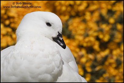 Kelp Goose (Chloephaga hybrida)