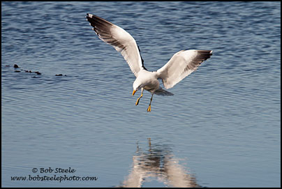 Kelp Gull (Larus dominicanus)