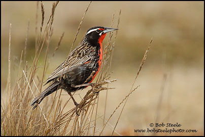 Long-taled Meadowlark (Sturnella loyca)