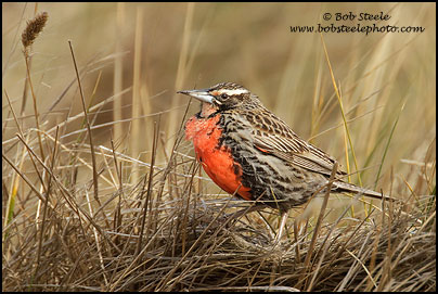 Long-taled Meadowlark (Sturnella loyca)