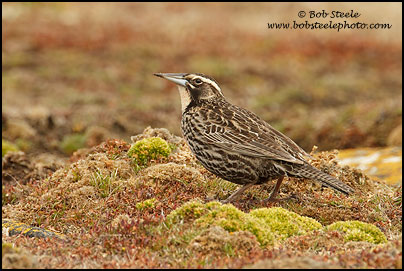 Long-taled Meadowlark (Sturnella loyca)