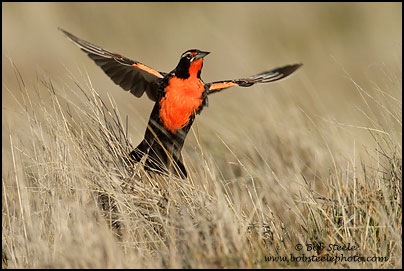 Long-taled Meadowlark (Sturnella loyca)