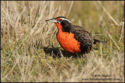 Long-taled Meadowlark (Sturnella loyca)